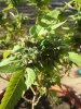 bbkush3_may1_2013.jpg bbkush3_may1_2013.jpg