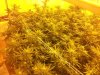 og gdp week 5.jpg og gdp week 5.jpg