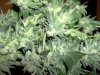 Chemdawg e.jpg Chemdawg e.jpg