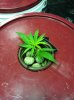 WhiteWidow OG Veg 3.jpg