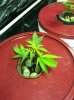 WhiteWidow OG Veg 4.jpg