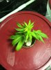 Super Skunk 2.jpg