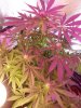 Day 20 Flower.jpg