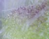 Holy Basil Flower Trichs.jpg Holy Basil Flower Trichs.jpg