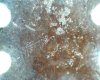 Holy Basil Trichome residue.jpg Holy Basil Trichome residue.jpg