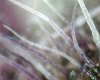 Holy Basil Trichs1.jpg Holy Basil Trichs1.jpg