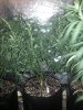 IMG_20130503_141807.jpg