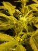 2_weeks_into_flowering_unnamed_indica.jpg 2_weeks_into_flowering_unnamed_indica.jpg