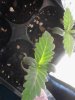 Bigger leafs is the Wild Rose. other is the Jack Herer. 05-03.jpg