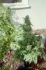 2008 Blue dream.jpg