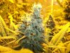 Herb Man Hustling  Week 9 Flowering 001.jpg