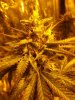 bubba kush 010.jpg