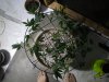 5-5-13 veg 1.jpg