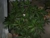 5-5-13 veg 6.jpg