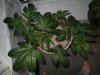 5-5-13 veg 13.jpg