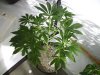 5-5-13 veg 22.jpg