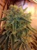 day90bud.jpg day90bud.jpg