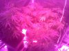 grow.jpg
