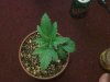 CameraZOOM-20130326174010308.jpg