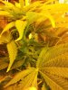 20130506_205724.jpg 20130506_205724.jpg