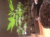 plant6.JPG plant6.JPG