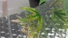 IMAG0077.jpg