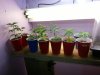 clones1.jpg