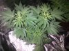 mazar kush (3).jpg