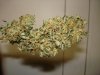 DSC05235.jpg
