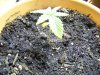 100_1236.jpg