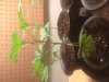 plant5.JPG plant5.JPG