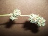 Herb Man Hustling  Week 10 Flowering 001.jpg
