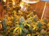 Herb Man Hustling  Week 10 Flowering 012.jpg