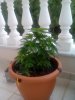IMG_20130510_082636.jpg