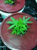WhiteWidow OG Veg 6.jpg