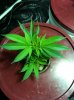 WhiteWidow OG Veg 7.jpg
