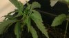 4 shute leaves 1.jpg