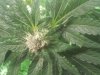 20130511_210659.jpg 20130511_210659.jpg