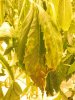 100_1068.jpg