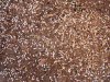 springtails2.JPG