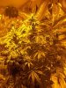 bubba kush 35 days 022.jpg