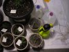 5-13-13 veg 1 (24).jpg