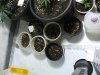 5-13-13 veg 1 (25).jpg