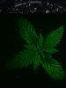 grow.jpg grow.jpg