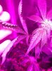 og-kush bad3.jpg