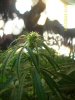 (1)budshot(2).jpg