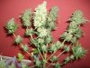 Herb Man Hustling  Week 11 Flowering Under 400w HPS 012.jpg