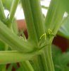 IMG_20130516_170658.jpg