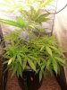 IMG-20130517-WA0020.jpg