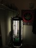 FPOG one week transplanted 004.jpg FPOG one week transplanted 004.jpg